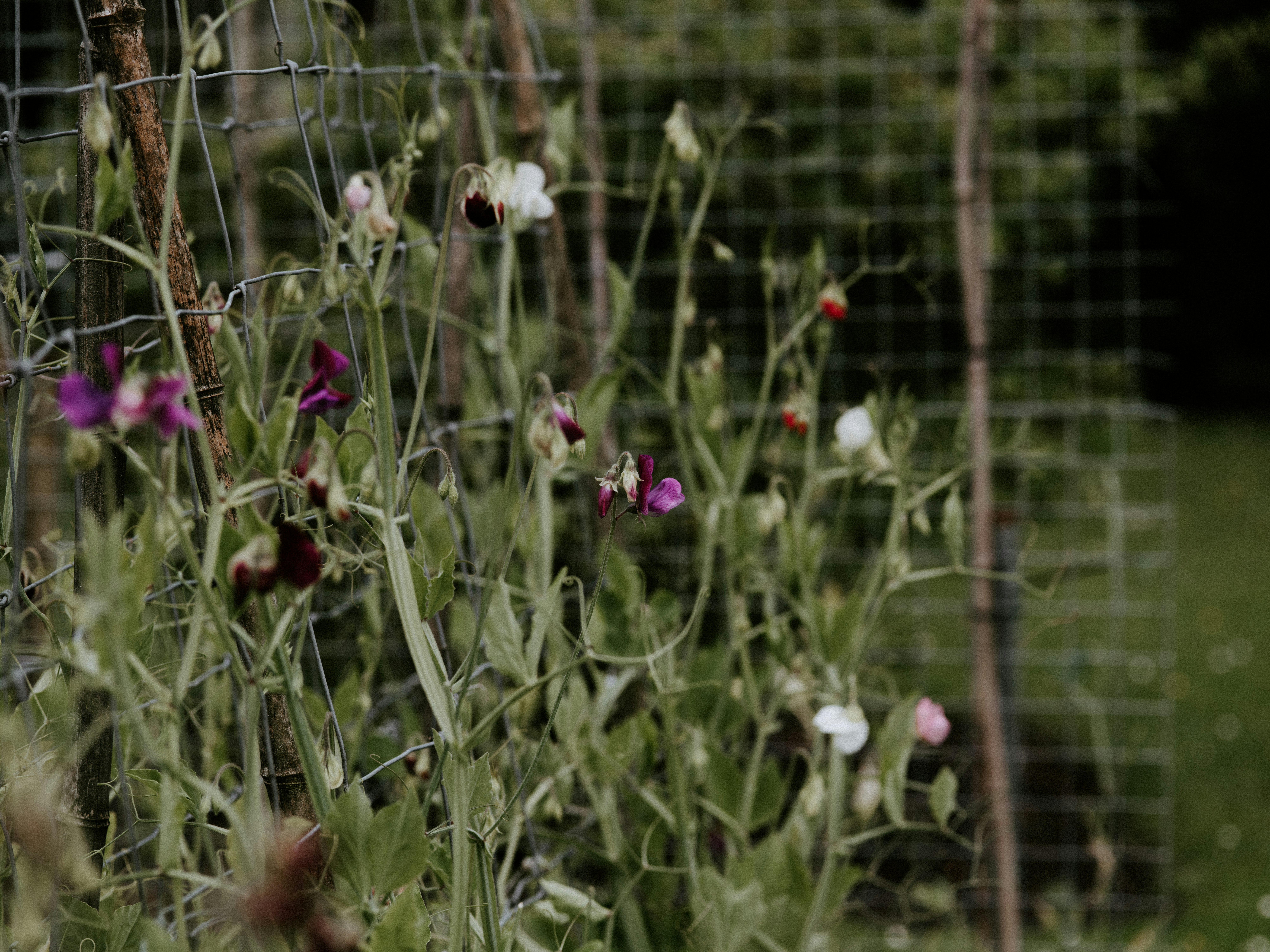 white and pink flowers in front of black metal fence
